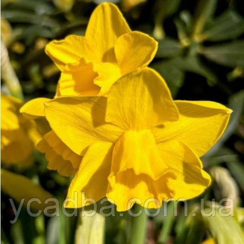 Нарцис жонкіллієвий Quail (контейнер, 3шт), фото 1