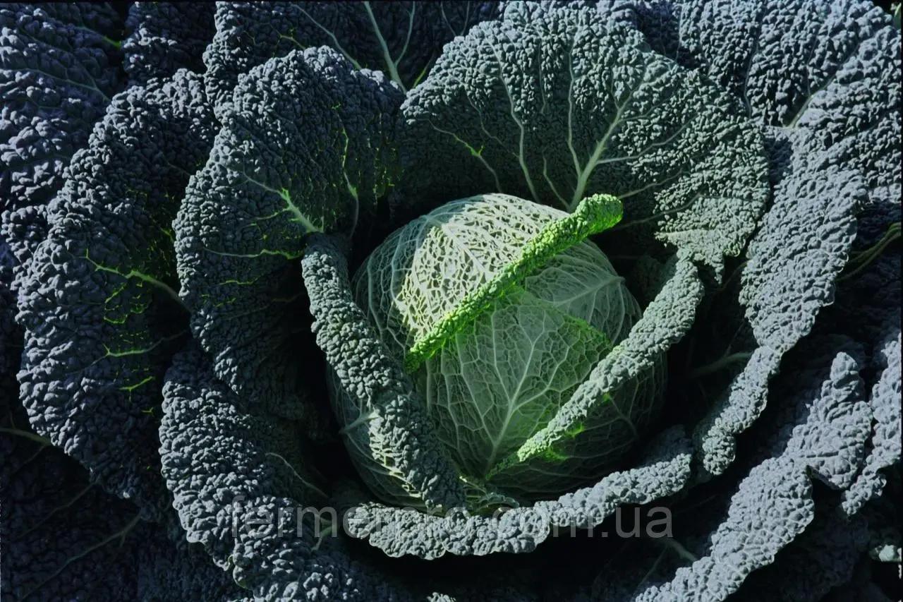 Насіння капусти Віроса F1 Bejo 2500 калб