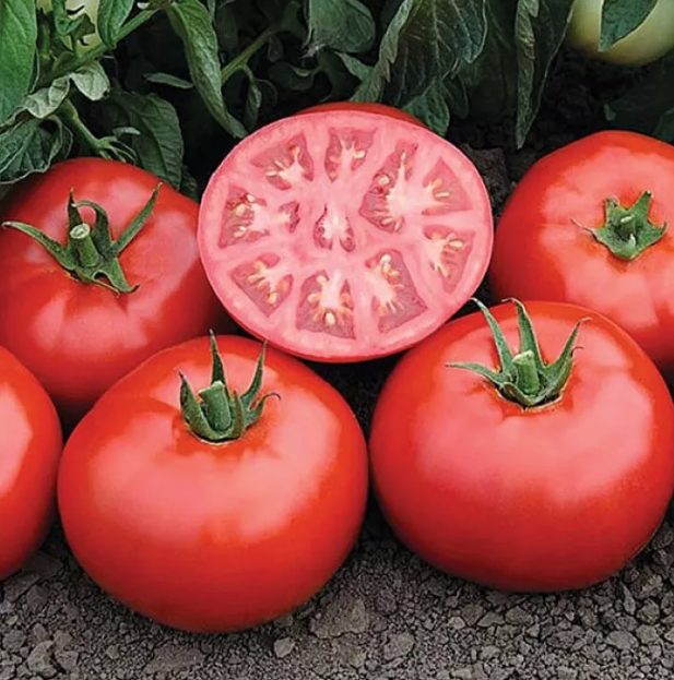 Насіння томату Томск F1 Bejo 1000