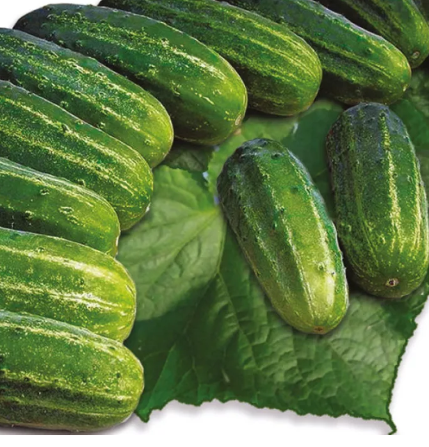 Насіння огірка Акорд F1 Bejo 25000