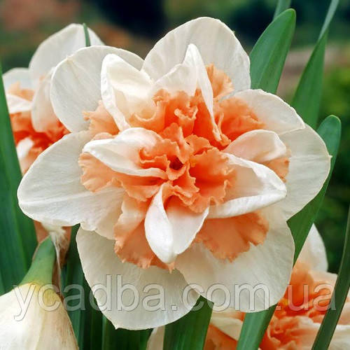 Нарцис махровий Delnashaugh (контейнер, 3шт.), фото 1