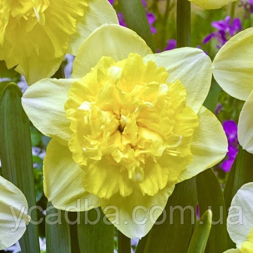 Нарцис махровий Full House (контейнер, 3шт.), фото 1