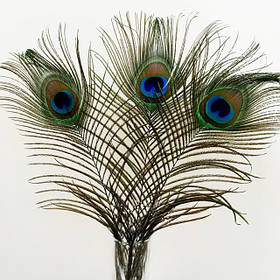 Пір'я павича, гусака, фазана