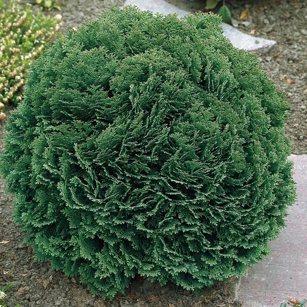 Кипарисовик Лавсона Minima Glauca 3 річний, Кипарисовик Лавсона Минима Глаука, Chamaecyparis lawsoniana Minima Glauca