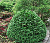 Кипарисовик Лавсона Minima Glauca 3 річний, Кипарисовик Лавсона Минима Глаука, Chamaecyparis lawsoniana Minima Glauca, фото 9