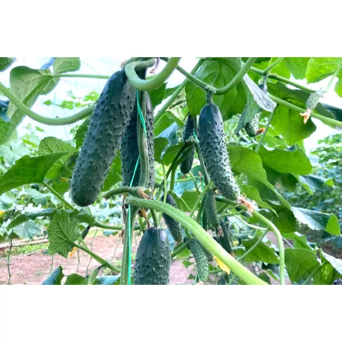 Насіння огірків ЄС 22020 F1 ES 22020 F1 500 нас, фото 1