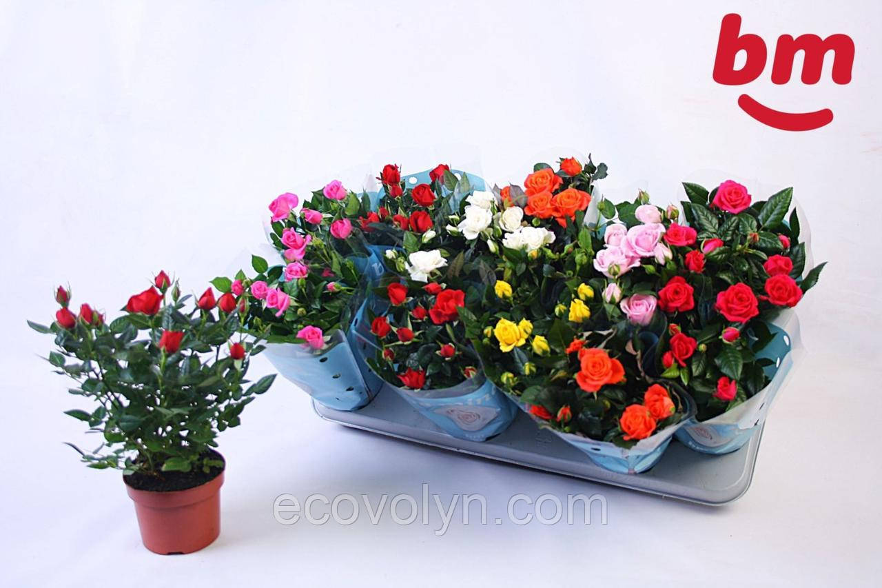 Троянда Б'юмонд 💥, фото 1