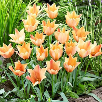 Тюльпан ботанічний Bright Gem