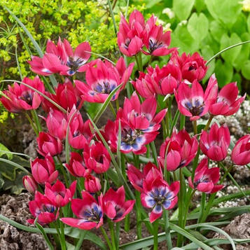 Тюльпан ботанічний Little Beauty