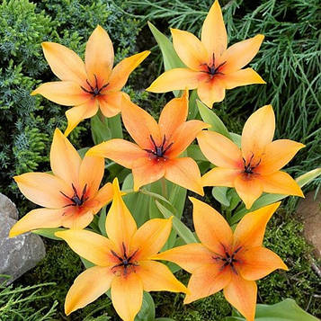 Тюльпан ботанічний Praestans Shogun