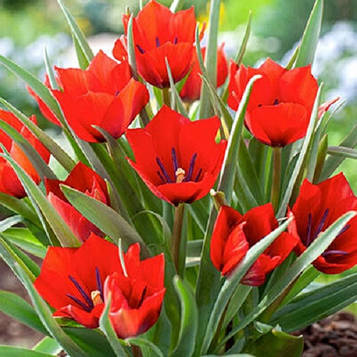 Тюльпан ботанічний Red Hunter