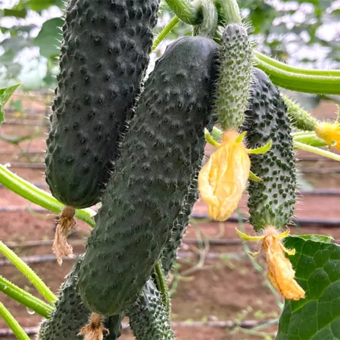 Насіння огірків ЄС 22011 F1 ES 22011 F1 100 нас, фото 1