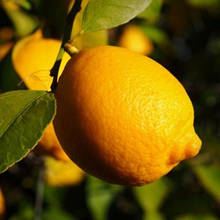 Лимон Лісбон (контейнер 0,8л)