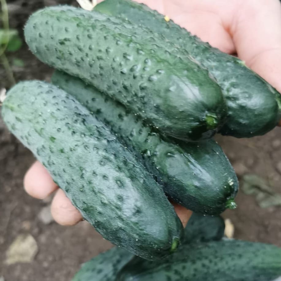 Насіння огірка Вісаріон F1 100 нас, фото 1