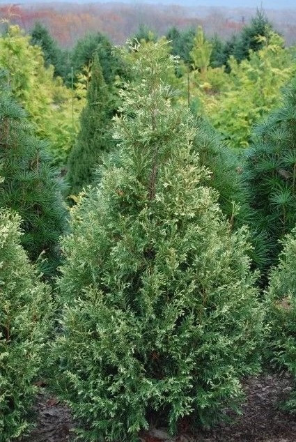 Туя західна Wansdyke Silver 2 річна, Туя західна Вансдайк Сільвер, Thuja оccidentalis Wansdyke Silver