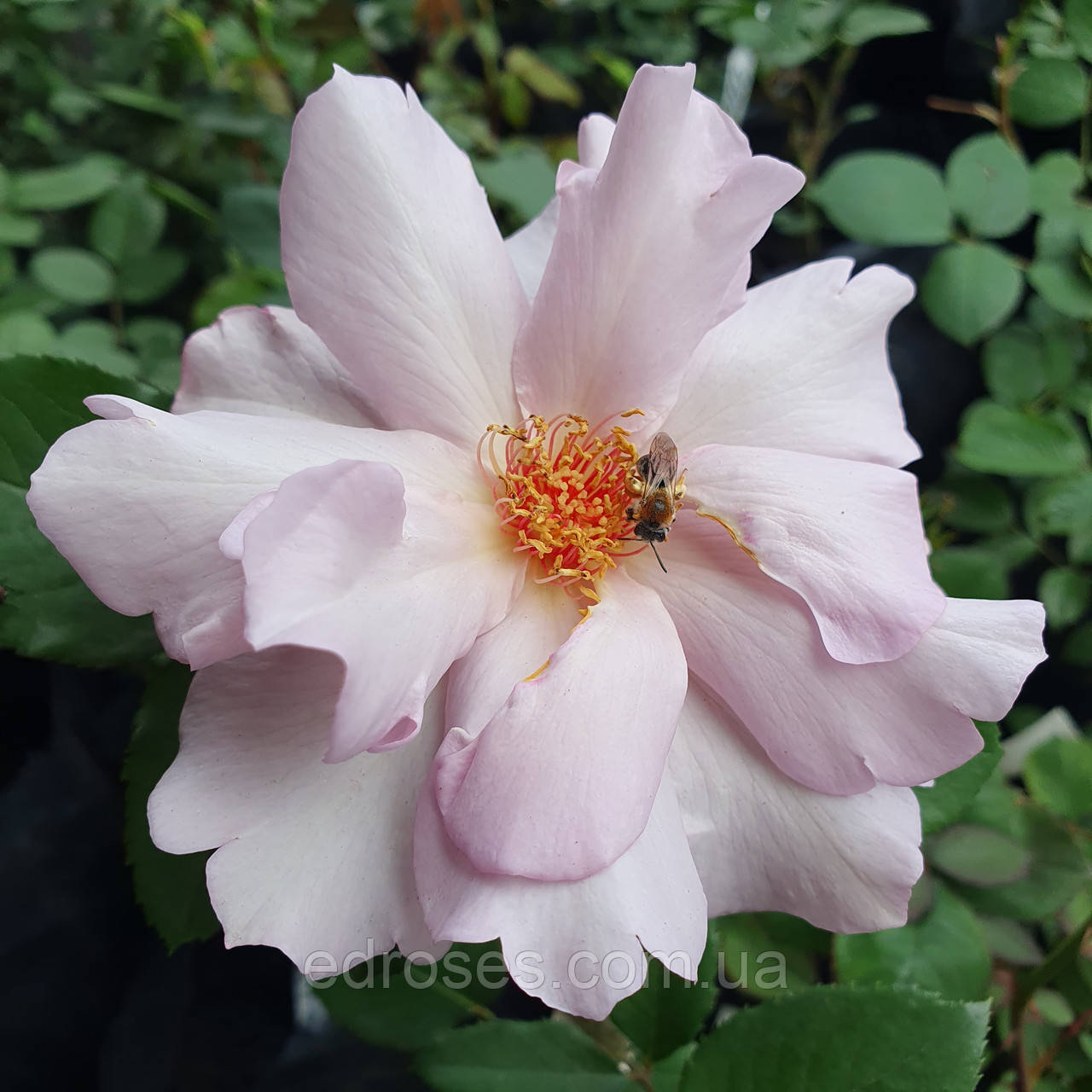 Кутюр Роуз Тілія, фото 1