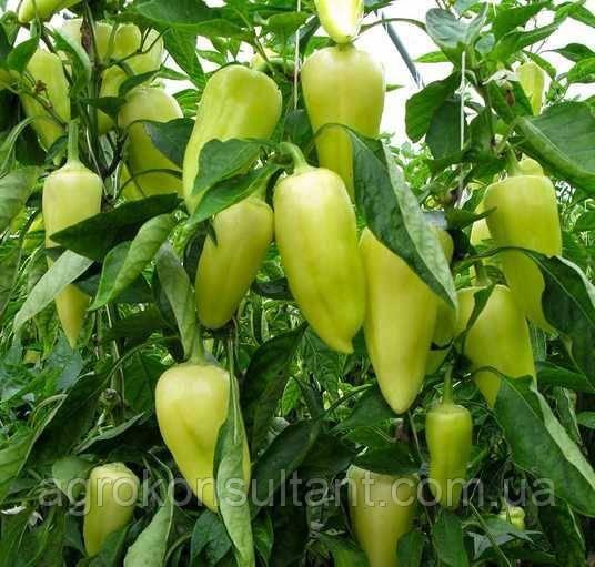 Насіння перцю Сноувайт F1 (Rijk Zwaan), 20 насінин — ранній (58-62 дні), конічної форми, солодкий