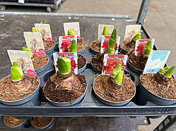 ГІППЕАСТРУМ мікс