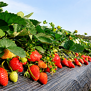 Полуниця (розсада) Рубі Джем  - рання, солодка, крупноплідна, фото 7