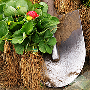 Полуниця (розсада) Рубі Джем  - рання, солодка, крупноплідна, фото 4