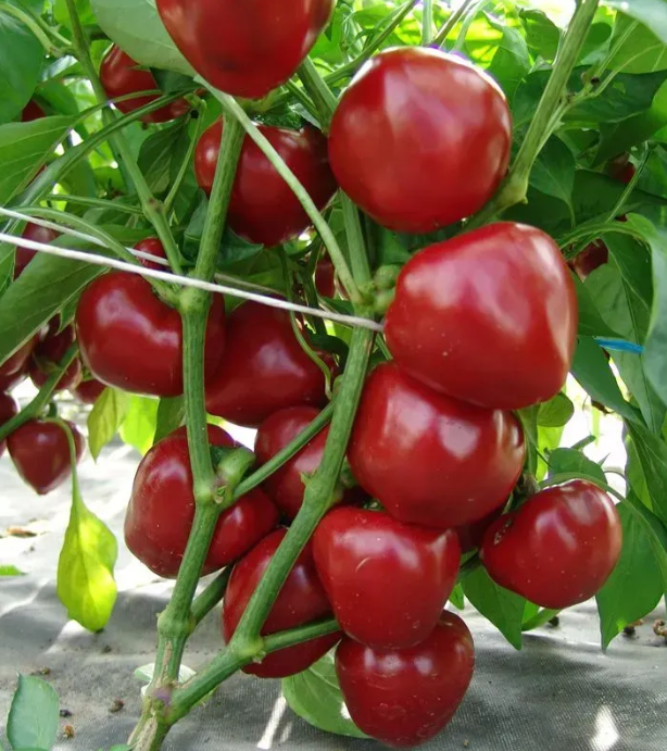 Насіння Перець "Думас" 0,2 г.