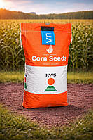 Насіння кукурудзи КВС 2323, ФАО 250, KWS