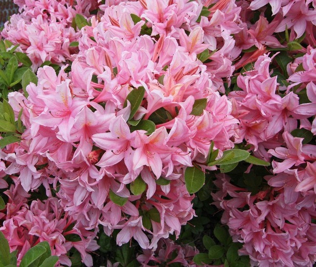 Рододендрон листопадний Soir de Paris 3 річний, Рододендрон листопадний Суар де Парі, Rhododendron / Azalea