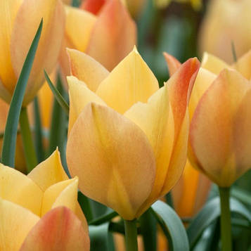 Тюльпан ботанічний Bright Gem