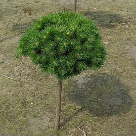 Сосна гірська Benjamin 3 річна на штамбі, Сосна горная Бенжамин на штамбе, Pinus mugo Benjamin