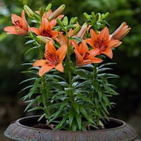 Саджанці ЛІЛІЯ горшечна Contagem