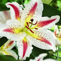 Цибулини ЛІЛІЯ Playtime