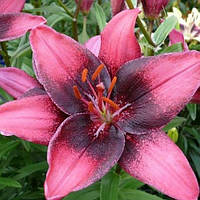 Цибулини ЛІЛІЇ азіатської Purple Eye (1 шт.)