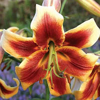 Цибулини ЛІЛІЇ ОТ гібрид гігант Debby (1 шт.)