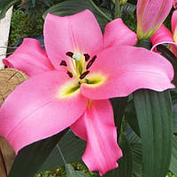 Цибулини ЛІЛІЇ Giordana