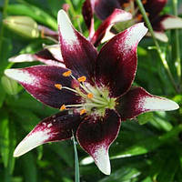 Цибулини ЛІЛІЯ азіатська Nettys Pride (1 шт.)