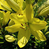 Цибулини ЛІЛІЯ Freya