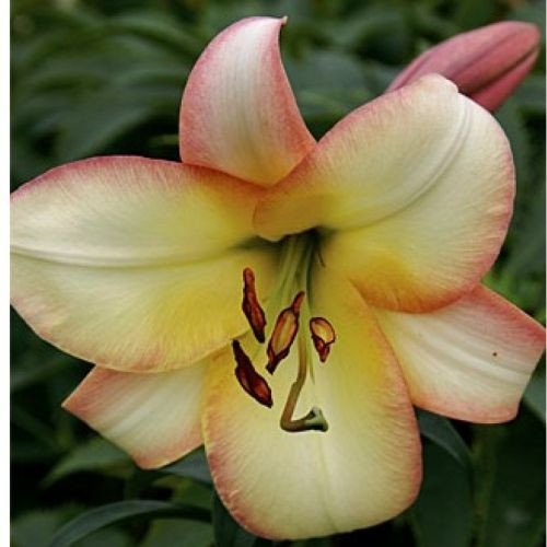 Саджанці ЛІЛІЯ Boogie Woogie 14/16 (1 шт.)