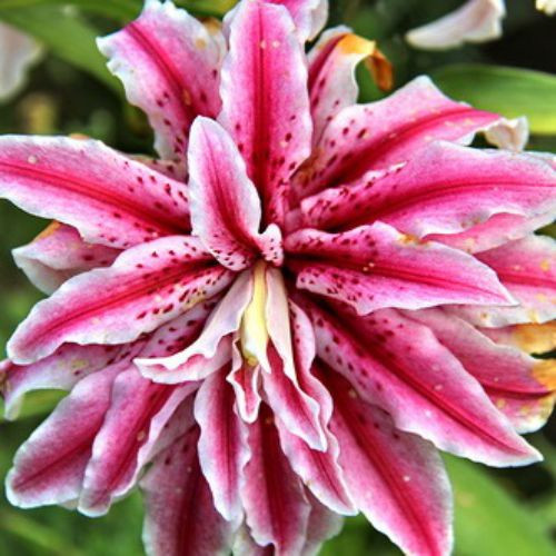 ЛІЛІЯ орієнтальна махрова Magic Star 14/16 (1 шт.)