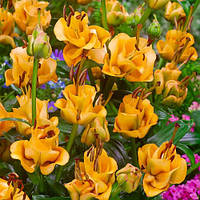 ЛІЛІЯ азіатсбка Apricot Fudge (лілія-троянда) 12/14