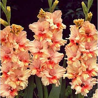 Луковиці ГЛАДІОЛУС гофрований Painted frizzle 10/12