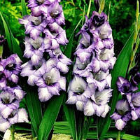 Цибулини ГЛАДІОЛУС Hidden Treasure (1 шт.)