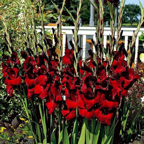 Цибулини ГЛАДІОЛУС Black Jack