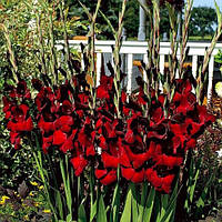 Цибулини ГЛАДІОЛУС Black Jack