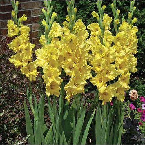 Цибулини ГЛАДІОЛУС Morning Gold 10/12 (1 шт.)