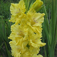 Цибулини ГЛАДІОЛУС Hayfork