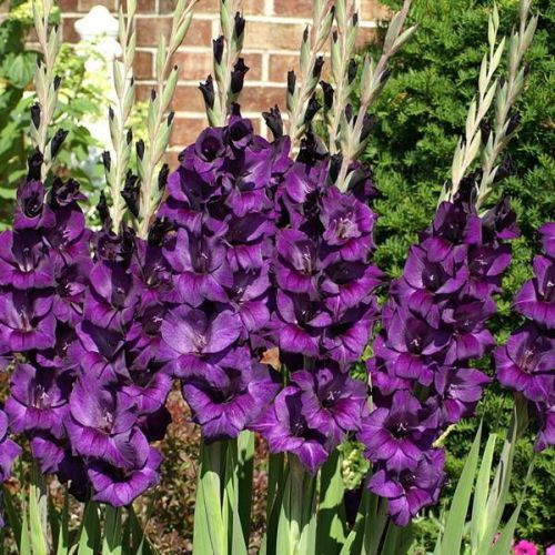 Цибулини ГЛАДІОЛУС Velvet Eyes 8/10 (1шт.)