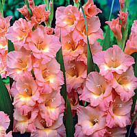 Цибулини ГЛАДІОЛУС Praha