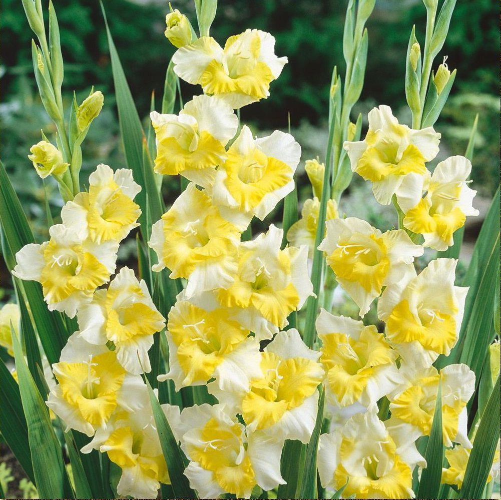 Цибулини ГЛАДІОЛУС Buggy