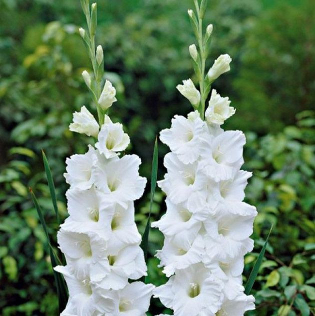 Цибулини ГЛАДІОЛУС White Prosperity