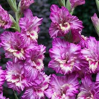 Луковицы ГЛАДИОЛУС Shady Frizzle